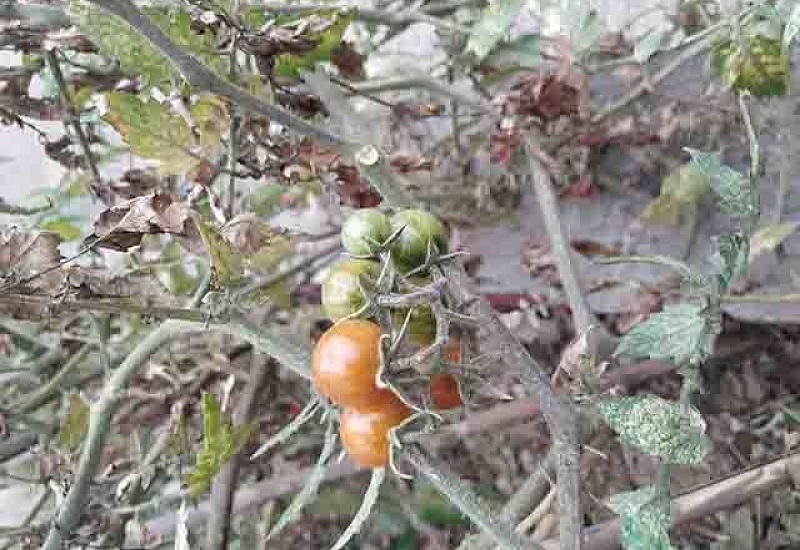 番茄结果期施什么肥好，如何施肥