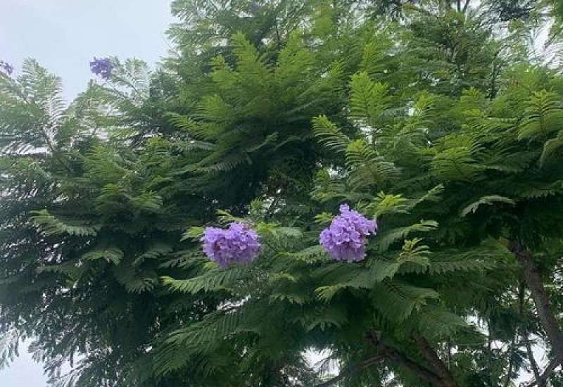 蓝花楹什么时候开花，怎么修剪最好看