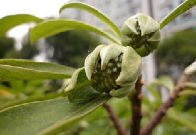 结香花什么时候开花