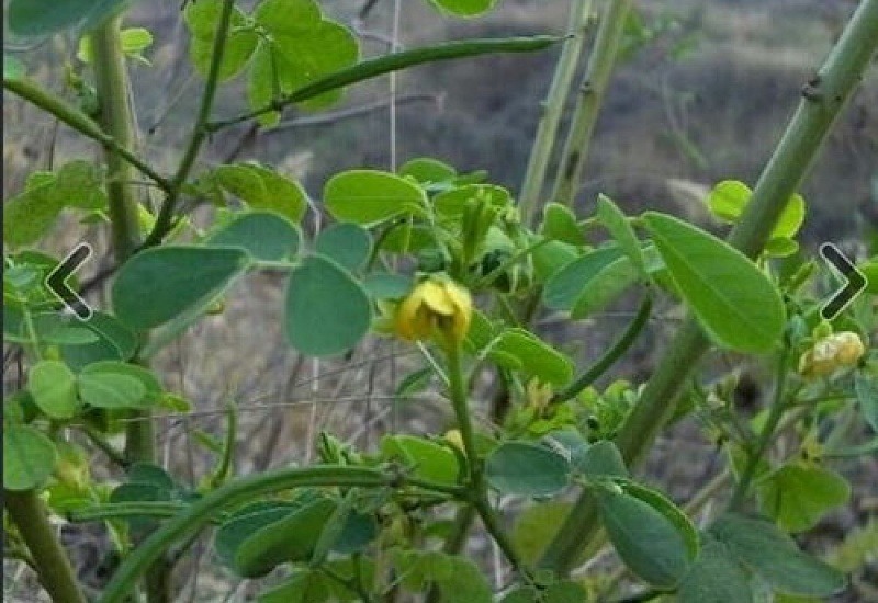 菊花决明子茶对肾有好处吗 缓解因肝经风热导致的不适