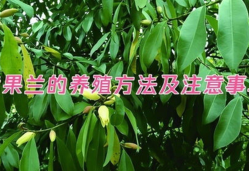 豆茶决明的养殖方法及注意事项