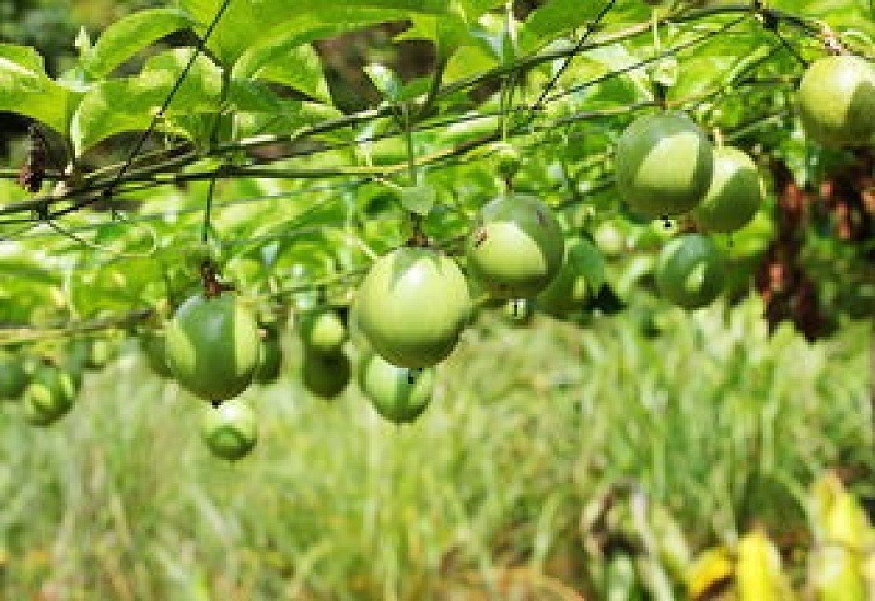 百香果怎么种植，刚刚种的百香果浇几次水